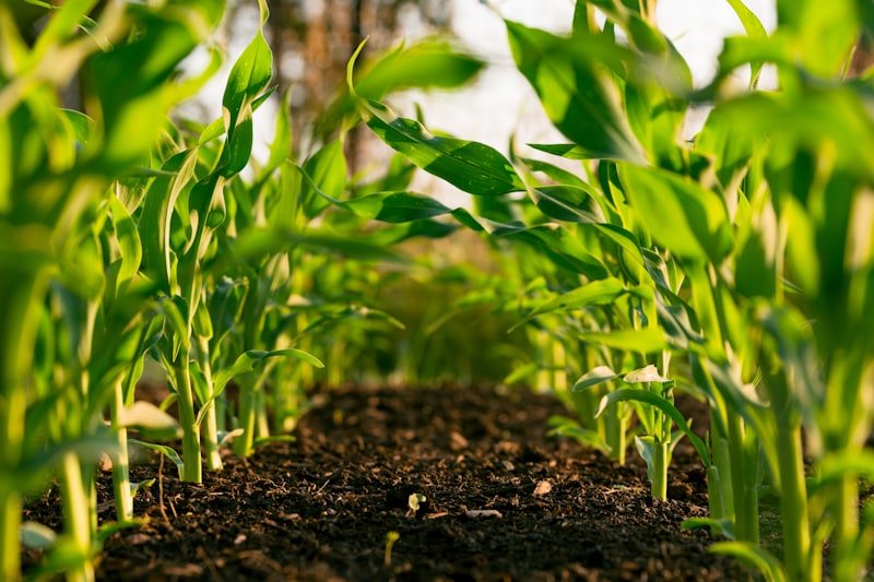 Agricultural field with green crops